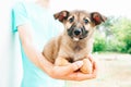 A little puppy in the arms of a man in a blue blouse