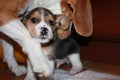 little puppy beagle mothers son