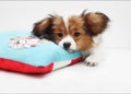 Little puppy on a bed Royalty Free Stock Photo