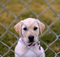 Little Puppy Royalty Free Stock Photo