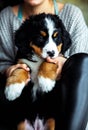 Little puppy of bernese mountain dog on hands of fashionable girl with a nice manicure. animals, fashion Royalty Free Stock Photo