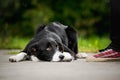 Little puppy border collie