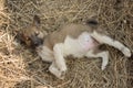 Little puppy breed Siberian Husky lies on the hay in the summer Royalty Free Stock Photo