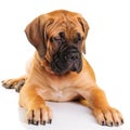 Little puppy bullmastiff