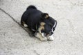 Little puppy on chain is lying on concrete floor and is gnawing bone enthusiastically. The black and white little dog closed his Royalty Free Stock Photo