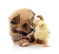 Little puppy and chicken Royalty Free Stock Photo
