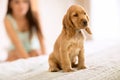 Little puppy Cocker Spaniel race sit on girls bed Royalty Free Stock Photo