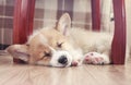 little puppy Corgi dog sleeping sweetly on the wooden floor with closed eyes and stretched legs Royalty Free Stock Photo