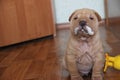 Shar Pei puppy in cream