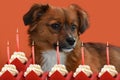Little puppy dog and birthday candles Royalty Free Stock Photo