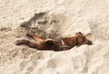 Little puppy dog breed miniature Pinscher brown resting on the beach in the sand in the excavated hole