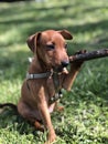 Little puppy dog breeds Tswergpinscher is played by a branch of wood on green grass Royalty Free Stock Photo