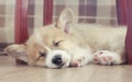 Cute little puppy dog Corgi with big ears sweetly sleeps on the wooden floor with his eyes closed and outstretched legs Royalty Free Stock Photo