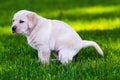 A little puppy dog of labrador purebreed is shitting in the garden