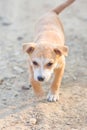 Little puppy Dog portrait walking