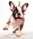 Little puppy dog is running and jumping. Cute playful braun puppy playing in studio background.