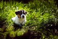 Little puppy dogs playing outside Royalty Free Stock Photo