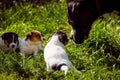 Little puppy dogs playing outside Royalty Free Stock Photo