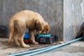 A little puppy drink and play water