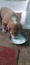 Little puppy feeding milk Royalty Free Stock Photo