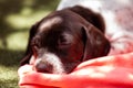 Little puppy of the French Pointing Dog breed sleeping under the sun Royalty Free Stock Photo