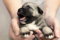 Little puppy give in good hands Royalty Free Stock Photo