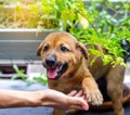 Little puppy giving its paw touch to a hand. The concept of trust and friendship Royalty Free Stock Photo