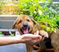 Little puppy giving its paw touch to a hand. The concept of trust and friendship Royalty Free Stock Photo