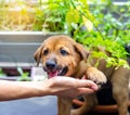 Little puppy giving its paw touch to a hand. The concept of trust and friendship Royalty Free Stock Photo