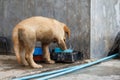 A little puppy drink and play water