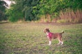 A little puppy in a grass if trees in the background