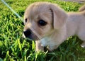 Little puppy on the grass Royalty Free Stock Photo