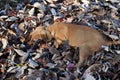 A little puppy hides in a pile of fallen leaves.