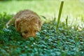 Little puppy hiding in grass Royalty Free Stock Photo