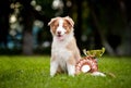 Little puppy and his award cup Royalty Free Stock Photo