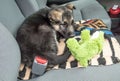 Little Puppy and his pet waiting in the car Royalty Free Stock Photo