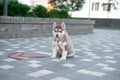 Little puppy husky dog on the street