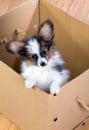 Little puppy inside a cardboard box