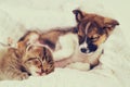Little puppy and kitten Royalty Free Stock Photo
