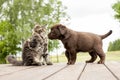 Little puppy and kitten friendship