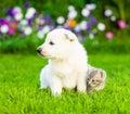 Little puppy and kitten sitting on summer grass Royalty Free Stock Photo