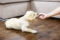 The little puppy labrador gives the girl a paw. Home. The concep