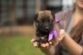 Little puppy with a lilac bow