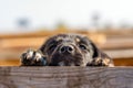 Little puppy over a wooden fence. Homeless dog Royalty Free Stock Photo