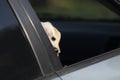 Labrador retriever puppy peeks out of window while waiting for owner in car