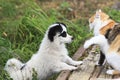 little puppy plays with cat on the street in the summer