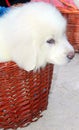 Little puppy of Pyrenean Mountain Dog the Great Pyrenees in the basket Royalty Free Stock Photo