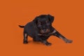 Little Puppy Russian toy terrier isolated on a colored background