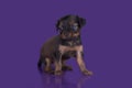 Little Puppy Russian toy terrier isolated on a colored background