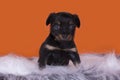 Little Puppy Russian toy terrier isolated on a colored background